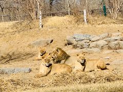 -北京野生动物园
