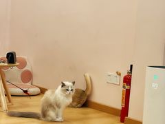 -猫咪派对(江南西店)