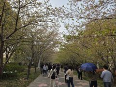 -高东镇樱花园