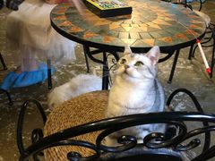 -猫猫幼稚园·撸猫·桌游·电玩