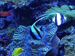 -西雅图水族馆