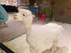 -zoonana室内动物园(东方福来德店)