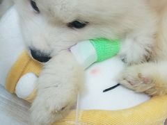 -芭比堂动物医院·犬猫全科·异宠专科(雁塔分院)