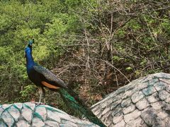 -大连森林动物园