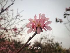 -聚龙山公园