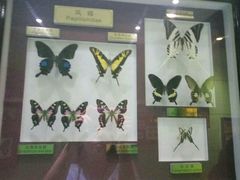 -上海昆虫博物馆