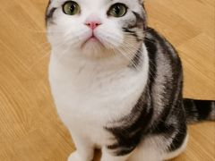 -有喵·猫咖·狗咖·30几只猫10只小狗(岗厦店)