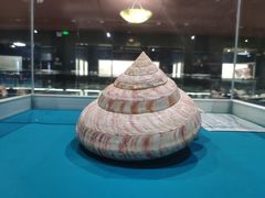 -青岛贝壳博物馆