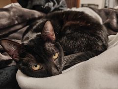 -瑞鹏宠物医院·骨科·猫科·内科(第一中心)