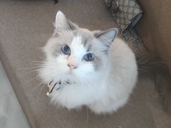 -楼上猫咖(罗湖店)