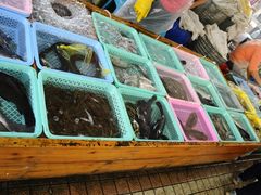 -大湾区中央湿地公园-十九涌