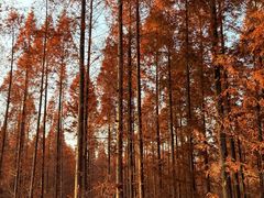 -黄海国家森林公园