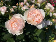 -鹅湖玫瑰文化园