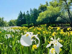 -上海共青森林公园