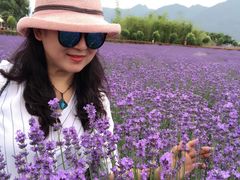 -曲江薰衣草庄园