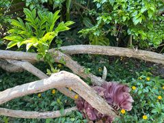-中国科学院西双版纳热带植物园