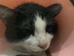 -瑞派名望志远动物医院·猫科·內科·异宠专科(直港大道店)