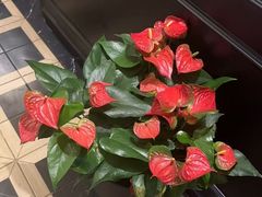 -涟LIAN·泰式按摩·MASSAGE·SPA(深业上城店)