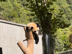 -卧龙中华大熊猫苑神树坪基地