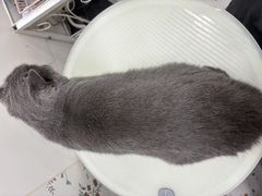 -囡的喵喵酱·萌宠生活馆·宠物洗护美容(胶州路店)