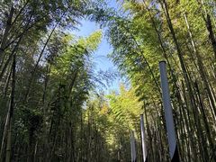-蜀南竹海景区