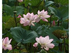 -荔湾湖公园