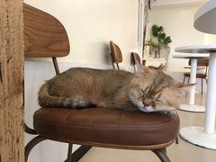 -共舞时光猫咖·狗咖(新街口店)