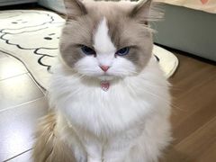 -宠物世家(仲盛世界商城店)