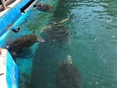 -广东惠东海龟国家级自然保护区