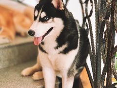 -喜柴咖啡·柴犬狗咖