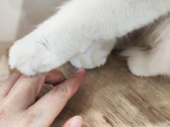 -楼上猫咖(罗湖店)