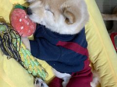 -逗柴咖啡屋·狗咖猫咖宠物桌游