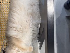 -琪喵猫屋·撸猫猫咖·猫舍