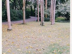 -金花茶公园