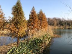 -昆山城市生态森林公园