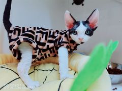 -70cat德文卷毛猫·缅因猫纯种猫舍