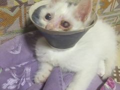 -美联众合动物医院·24h京西诊疗中心
