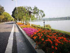 -羊山湖公园