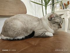 -共舞时光猫咖·狗咖(新街口店)