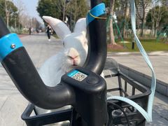 -上海浦东新区民办小白鸽幼儿园