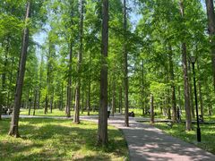 -黄海国家森林公园