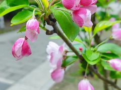 -海棠花溪(元大都城垣遗址公园)
