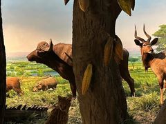 -国家自然博物馆