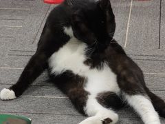 -熊小胖宠物生活馆(天华园店)