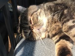 -more than meow吴止猫主题餐厅(承德 中船汇店)