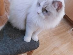 -滚猫咖啡·猫咖·猫友好撸猫(未来城店)