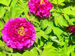 -东华门大街小区