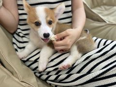 -翊宠yipet猫狗购宠庄园犬舍•猫舍