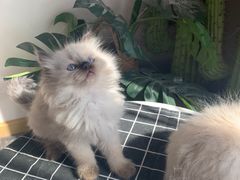 -喵zoo家庭繁育猫舍(尖东智能花园店)