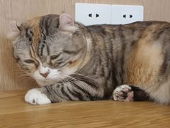-MOCHA明星猫咖(田子坊店)